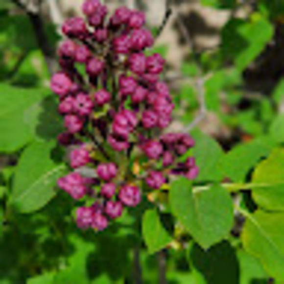 Meet your Posher, Annathea - Picture 1 of 1